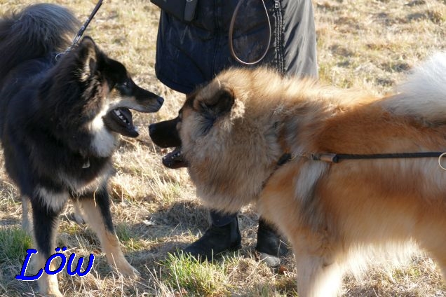 12.2.2022 - Lola und Barki